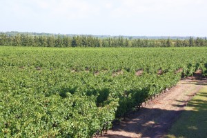 Uruguay Winery