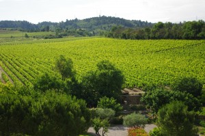 Languedoc Vineyard