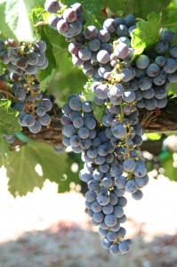 Zin Grapes