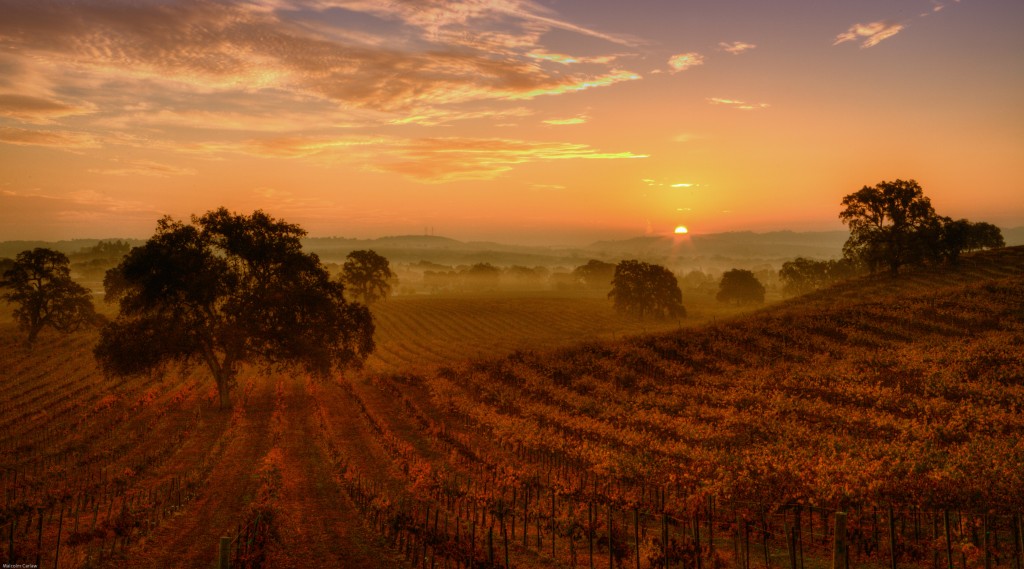 Peachy Canyon Vineyard at Sunrise