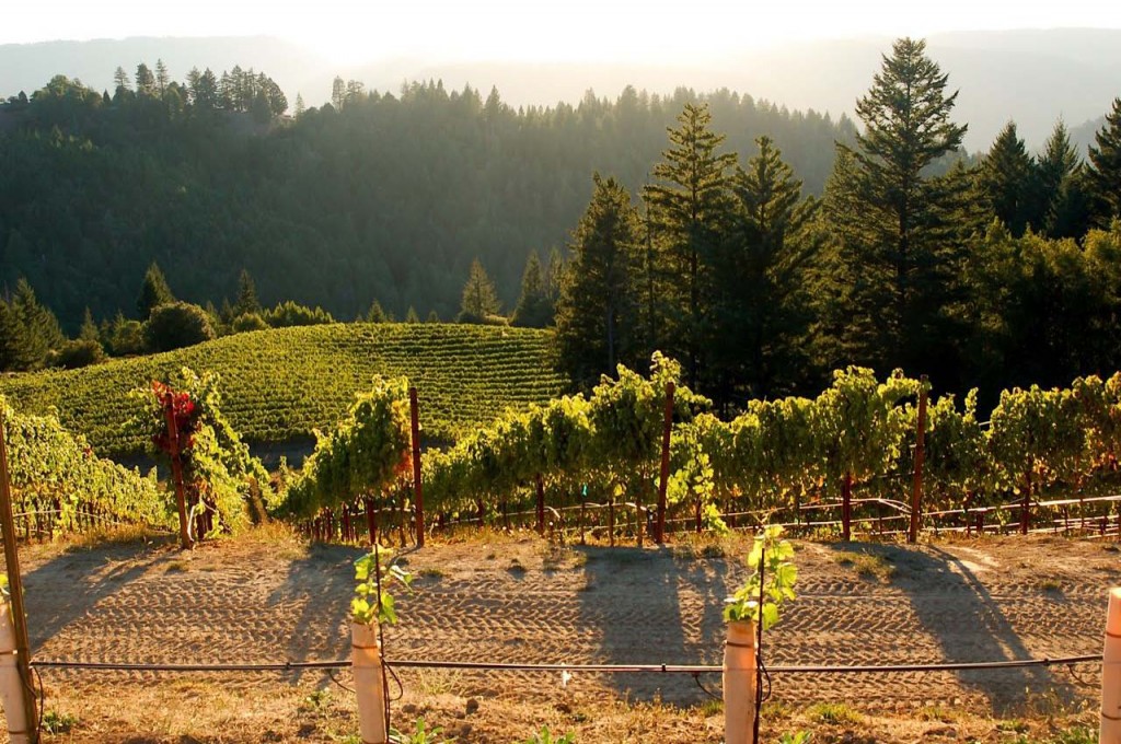 Signal Ridge Vineyard