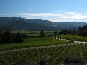 Napa Vineyard
