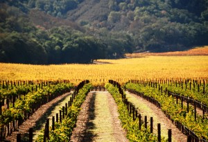 Pietra Santa Winery