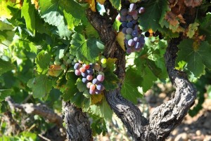 Châteauneuf Du Pape