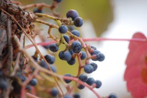 Carmenere Grapes