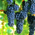 Shiraz (shee-raz)
