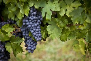 Purple Grapes on the Vine