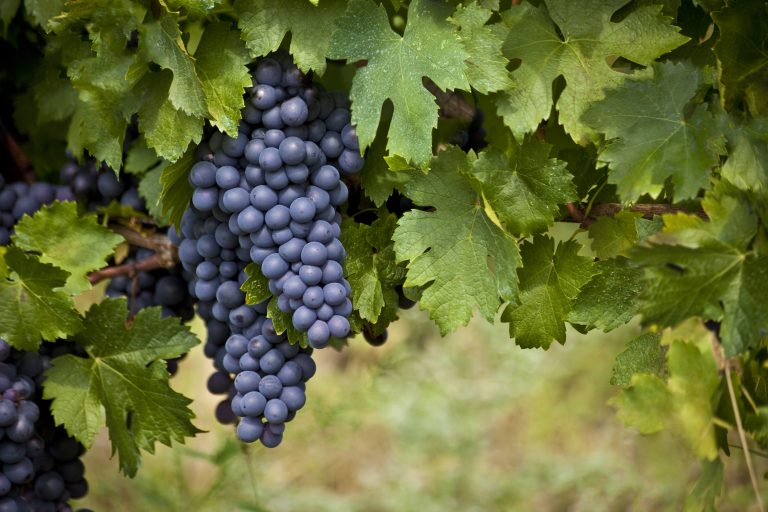 Mencia & Bierzo Spanish Red Wine Varietals Wine Blog from The