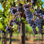Back to the Future: Re-discover Armenia, the Birthplace of Wine