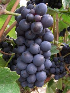 Red Wine Grapes