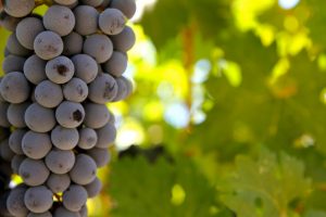 Cabernet Sauvignon Grapes
