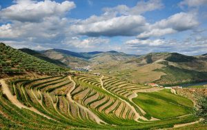 portuguese vineyard