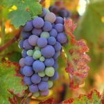 Zinfandel: America’s Own Grape