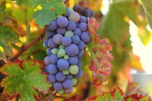 Zinfandel Grapes