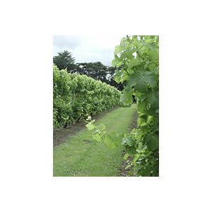 Tim Gramp Watervale Riesling 2001