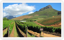 Chardonnay Growing in South Africa's Western Cape Chardonnay Growing in South Africa's Western Cape
