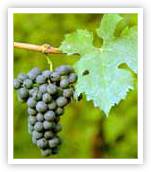 Cabernet Franc