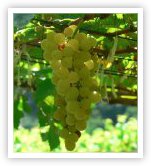 Chenin Blanc