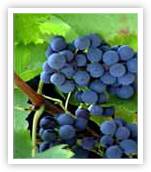 Grenache