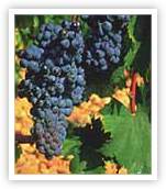 Mourvedre