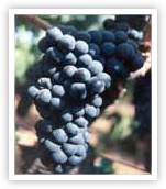 Petite Sirah