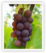 Pinot Gris