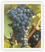 Tempranillo