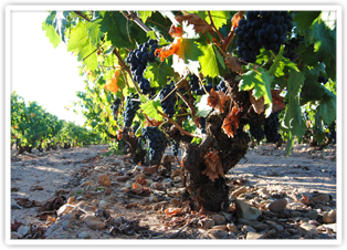 Old Vine Tempranillo Grapes